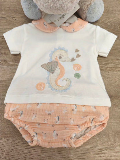 Conjunto caballito de mar